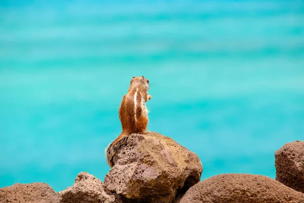 Chipmunk Sedí Skalách Oceánem Pozadí Kanárském Ostrově Fuerteventura Španělsko — Stock fotografie