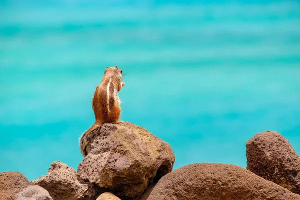 İspanya, Fuerteventura Kanarya Adası 'nın arka planında okyanus olan bir sincap kayaların üzerinde oturur..