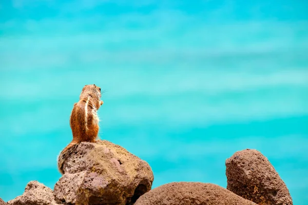 Chipmunk Sedí Skalách Oceánem Pozadí Kanárském Ostrově Fuerteventura Španělsko — Stock fotografie