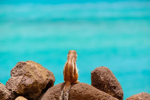 İspanya, Fuerteventura Kanarya Adası 'nın arka planında okyanus olan bir sincap kayaların üzerinde oturur..