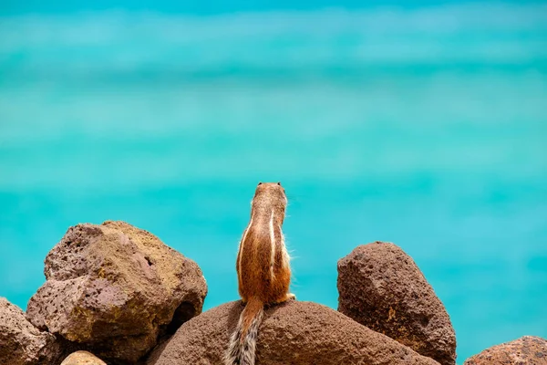 Чіпманк Сидить Скелях Океаном Задньому Плані Канарського Острова Фуертевентура Іспанія — стокове фото