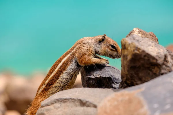 Wiewiórka Siedzi Skałach Oceanem Tle Wyspie Kanaryjskiej Fuerteventura Hiszpania — Zdjęcie stockowe