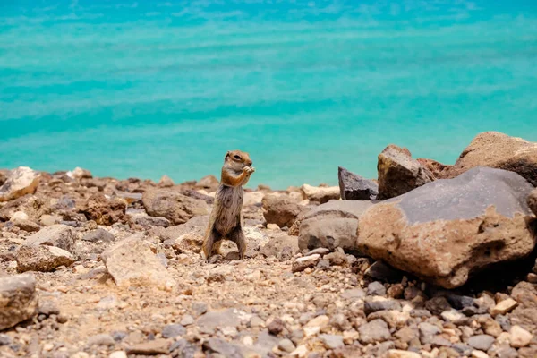 İspanya, Fuerteventura Kanarya Adası 'nın arka planında okyanus olan bir sincap kayaların üzerinde oturur..