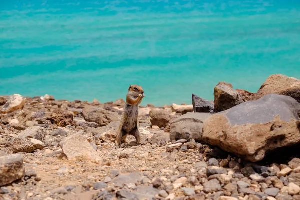 İspanya, Fuerteventura Kanarya Adası 'nın arka planında okyanus olan bir sincap kayaların üzerinde oturur..