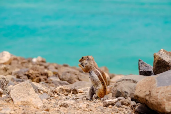 İspanya, Fuerteventura Kanarya Adası 'nın arka planında okyanus olan bir sincap kayaların üzerinde oturur..