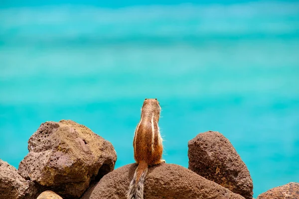 İspanya, Fuerteventura Kanarya Adası 'nın arka planında okyanus olan bir sincap kayaların üzerinde oturur..