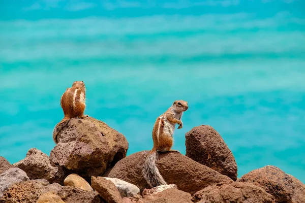 Ardillas Sientan Las Rocas Con Océano Fondo Isla Canarias Fuerteventura — Foto de Stock