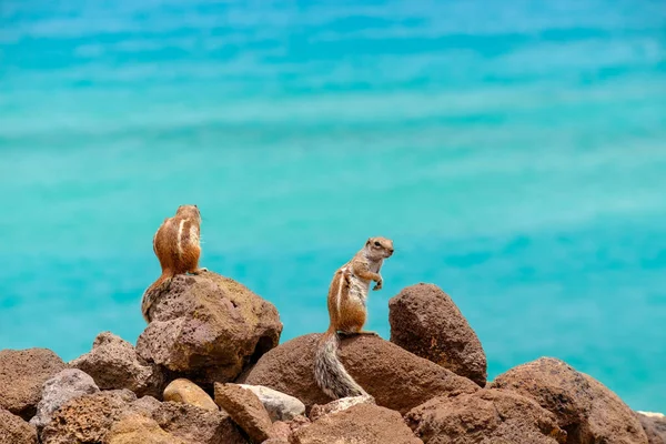 Чіпмунки Сидять Скелях Океаном Задньому Плані Канарського Острова Фуертевентура Іспанія — стокове фото