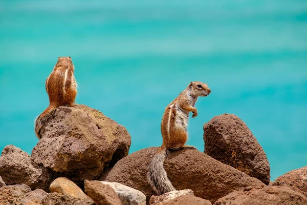Sincaplar, İspanya 'daki Fuerteventura Kanarya Adası' nın arka planında okyanus olan kayaların üzerinde otururlar..