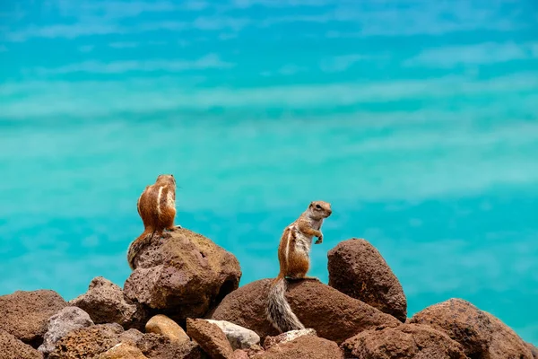 Чіпмунки Сидять Скелях Океаном Задньому Плані Канарського Острова Фуертевентура Іспанія — стокове фото