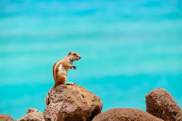 Jordekorre Sitter Stenar Med Havet Bakgrunden Kanarieöarna Fuerteventura Spanien — Stockfoto