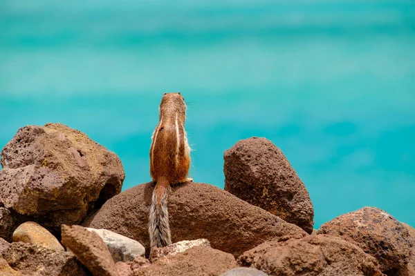 İspanya, Fuerteventura Kanarya Adası 'nın arka planında okyanus olan bir sincap kayaların üzerinde oturur..