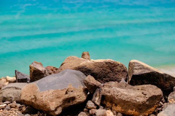 İspanya, Fuerteventura Kanarya Adası 'nın arka planında okyanus olan bir sincap kayaların üzerinde oturur..
