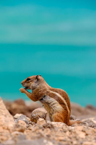 Jordekorre Sitter Klippor Med Havet Bakgrunden Kanarieöarna Fuerteventura Spanien — Stockfoto