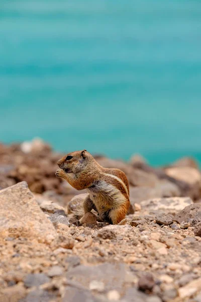 Una Ardilla Situada Las Rocas Con Océano Fondo Isla Canaria — Foto de Stock