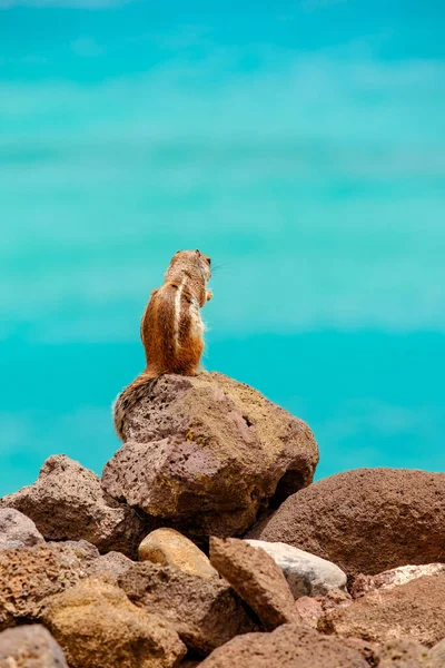 在西班牙的加那利岛 一只花栗鼠坐在岩石上 背景是海洋 图库图片
