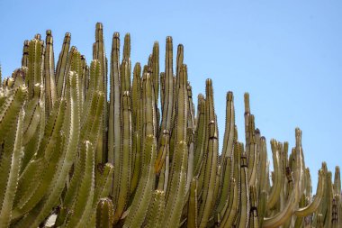 Mavi gökyüzünün arka planındaki kaktüsleri sulandırır.