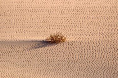 Fuerteventura Kanarya Adası 'ndaki kumul Corralejo manzarası.