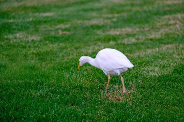 Kirkamon-Sığır Erget Yeşil çimlerde yürüyen kuş.