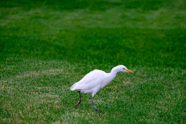 Kirkamon Cattle Erget Bird Walking Green Grass — стокове фото