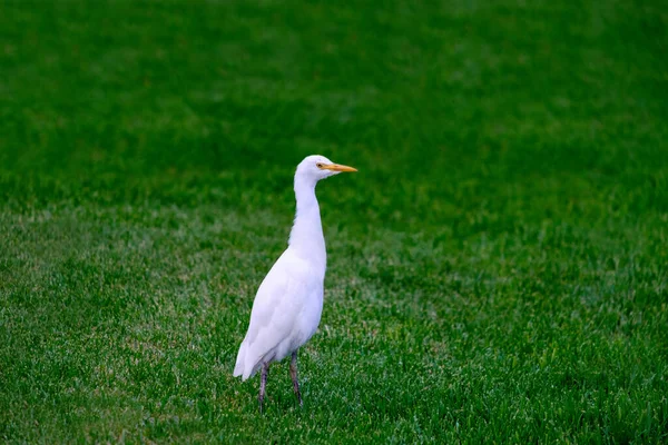 Kirkamon Sığır Erget Yeşil Çimlerde Yürüyen Kuş — Stok fotoğraf