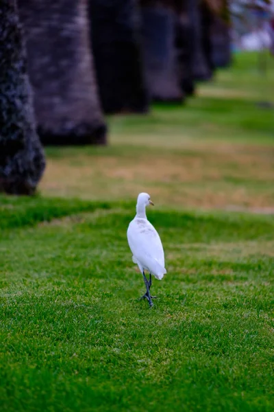 Kirkamon Cattle Erget Bird Walking Green Grass — стокове фото