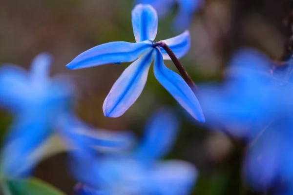 Bunga Bunga Tanah Close Dapat Digunakan Sebagai Latar Belakang Kabur — Stok Foto