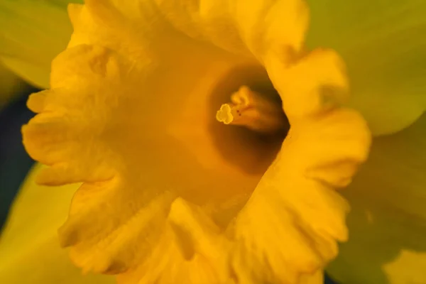 Närbild Gul Narcissus Blomma — Stockfoto