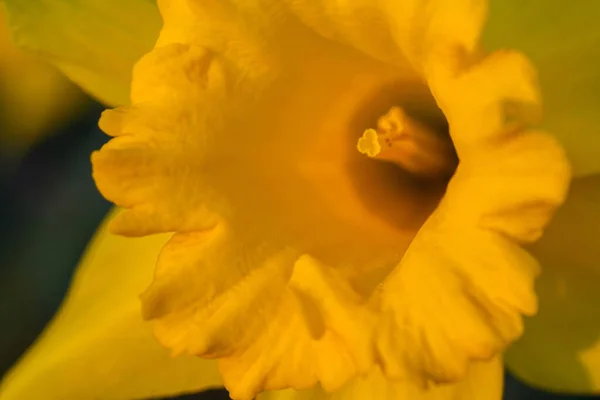 Gros Plan Une Fleur Narcisse Jaune — Photo