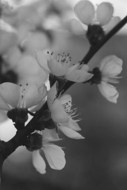 İlkbaharda küçük beyaz kiraz çiçekleri olan bir dal. Arkaplan olarak kullanılabilir.