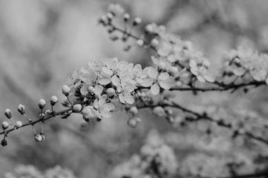 İlkbaharda küçük beyaz kiraz çiçekleri olan bir dal. Arkaplan olarak kullanılabilir.
