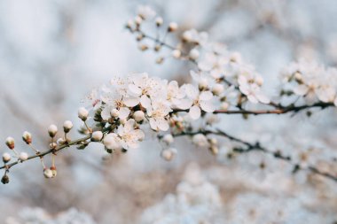 İlkbaharda küçük beyaz kiraz çiçekleri olan bir dal. Arkaplan olarak kullanılabilir.