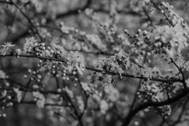 İlkbaharda küçük beyaz kiraz çiçekleri olan bir dal. Arkaplan olarak kullanılabilir.