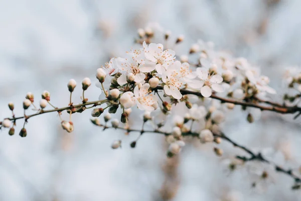 Oddział Małymi Białymi Kwiatami Wiśni Wiosną Może Być Używany Jako — Zdjęcie stockowe