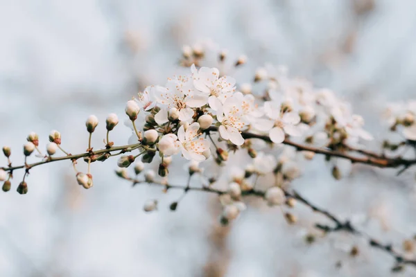 Ramo Com Pequenas Flores Brancas Flores Cereja Primavera Pode Ser — Fotografia de Stock