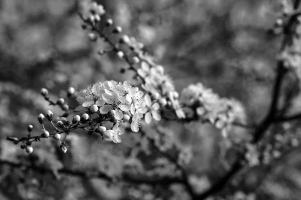 Rama Con Pequeñas Flores Blancas Flores Cerezo Primavera Puede Utilizar —  Fotos de Stock