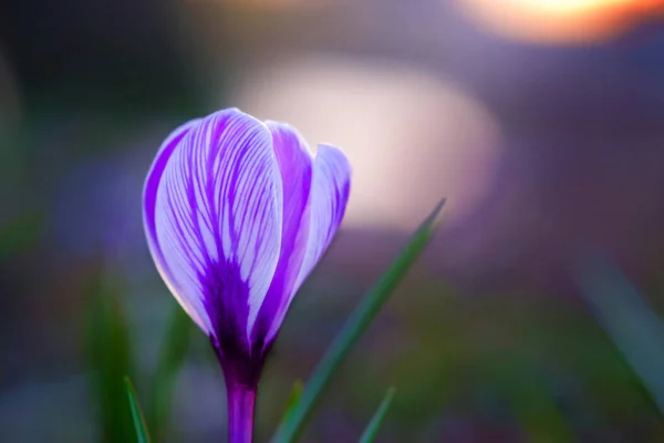 Makro Fjäder Lila Krokus Bakgrund Grönt Gräs — Stockfoto