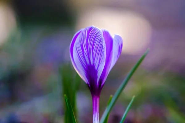 Makro Eines Fliederkrokus Auf Einem Hintergrund Aus Grünem Gras — Stockfoto