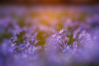 Sihirli ışıkta yer seviyesi çiçekleri, doğal bulanık arkaplan olarak kullanılabilir..