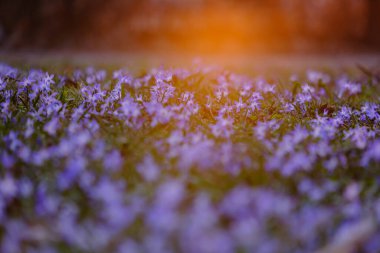 Sihirli ışıkta yer seviyesindeki çiçekleri olan çayır, doğal bulanık arka plan olarak kullanılabilir..