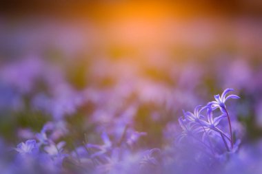 Sihirli ışıkta yer seviyesi çiçekleri, doğal bulanık arkaplan olarak kullanılabilir..