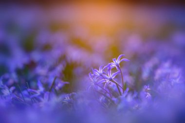 Sihirli ışıkta yer seviyesi çiçekleri, doğal bulanık arkaplan olarak kullanılabilir..