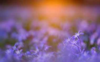 Sihirli ışıkta yer seviyesi çiçekleri, doğal bulanık arkaplan olarak kullanılabilir..