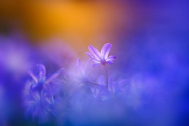 Sihirli ışıkta yer seviyesi çiçekleri, doğal bulanık arkaplan olarak kullanılabilir..