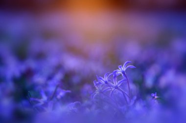 Sihirli ışıkta yer seviyesi çiçekleri, doğal bulanık arkaplan olarak kullanılabilir..