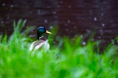 Nehrin kıyısındaki yeşil çimlerde yalnız bir drake yağmurda suya bakar..