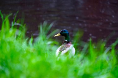 Nehrin kıyısındaki yeşil çimlerde yalnız bir drake yağmurda suya bakar..