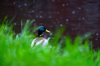 Nehrin kıyısındaki yeşil çimlerde yalnız bir drake yağmurda suya bakar..