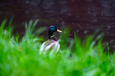 Nehrin kıyısındaki yeşil çimlerde yalnız bir drake yağmurda suya bakar..