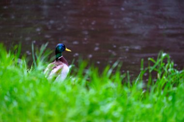 Nehrin kıyısındaki yeşil çimlerde yalnız bir drake yağmurda suya bakar..